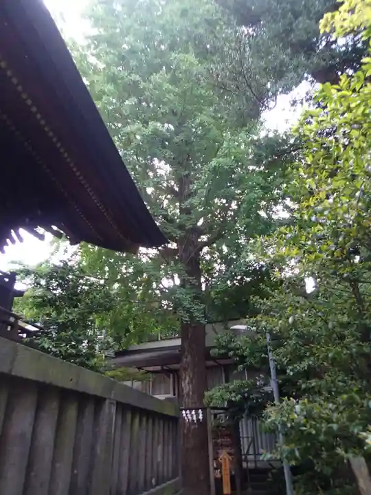 越谷香取神社の自然