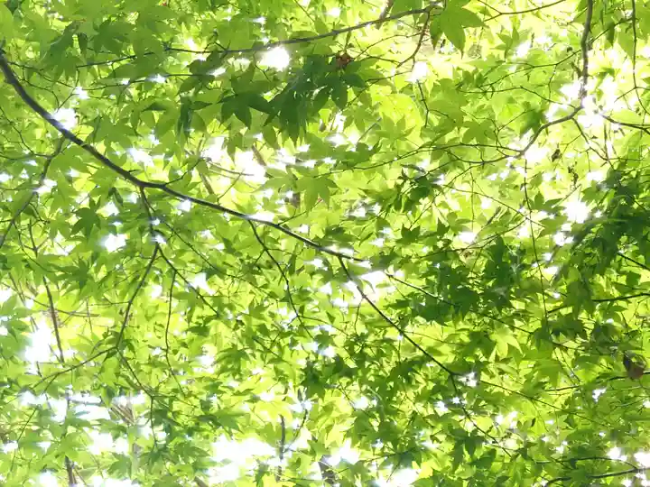 丹生都比売神社の自然