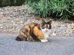 太宗寺の動物