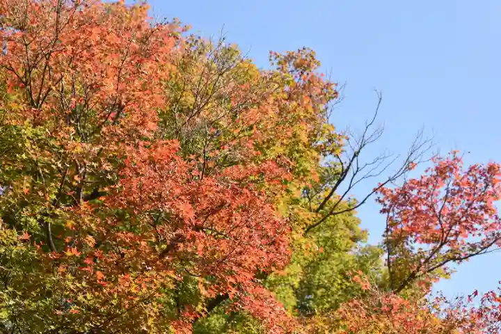 東福禅寺(東福寺)の自然