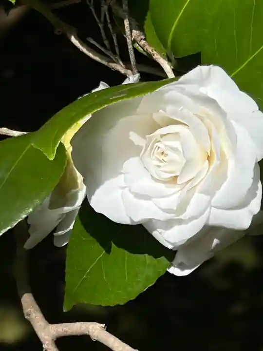 霊鑑寺門跡(京都府)
