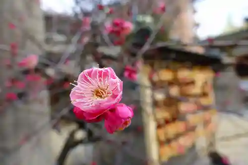 綱敷天神社の自然