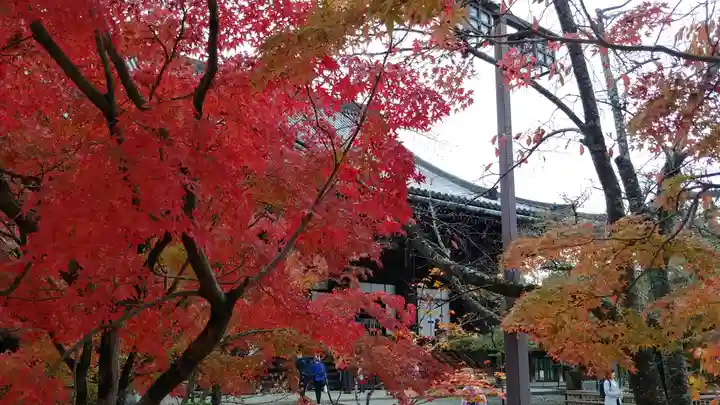 真正極楽寺(真如堂)の自然