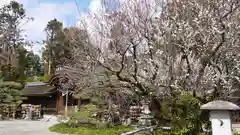 梅宮大社の庭園