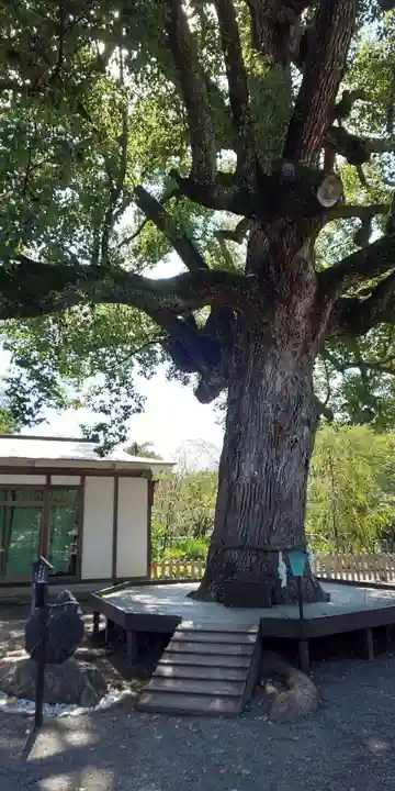 平野神社(京都府)