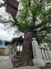 元町厳島神社の自然