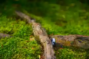 尻岸内八幡神社の自然(2023年06月27日(火) 21時29分15秒投稿)