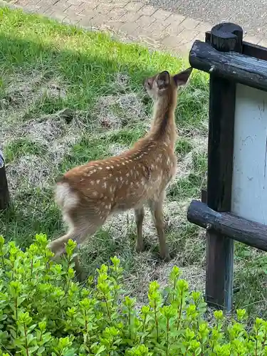 三峯神社奥宮(埼玉県)