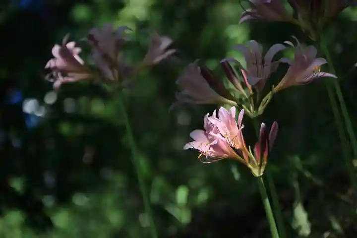 阿久津「田村神社」(郡山市阿久津町)旧社名:伊豆箱根三嶋三社の庭園