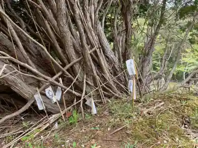 大山祇神社の自然