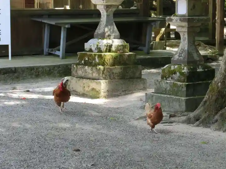 石上神宮の動物