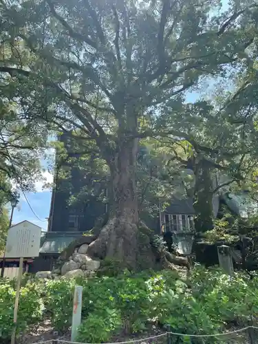 太宰府天満宮(福岡県)