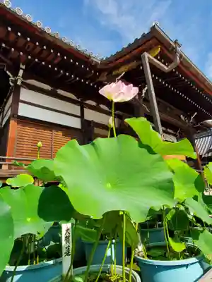 善導寺(福島県)