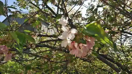 仁和寺の自然