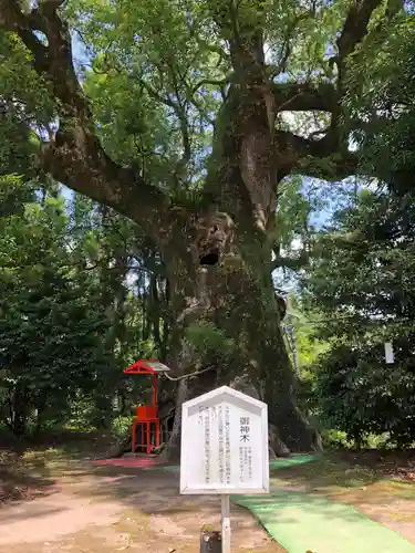 大汝牟遅神社の自然