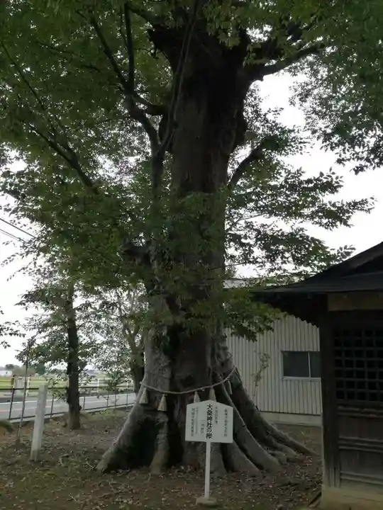 大桑神社の自然