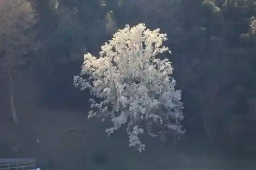 鹿島大神宮の自然