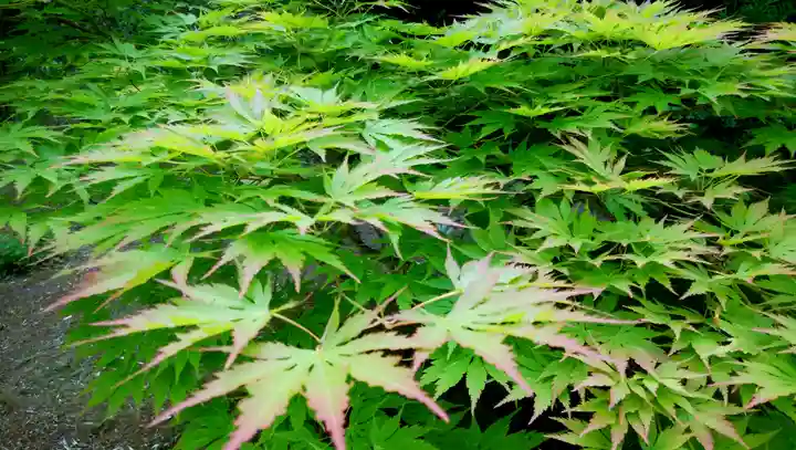 開拓神社(紅櫻公園)の自然