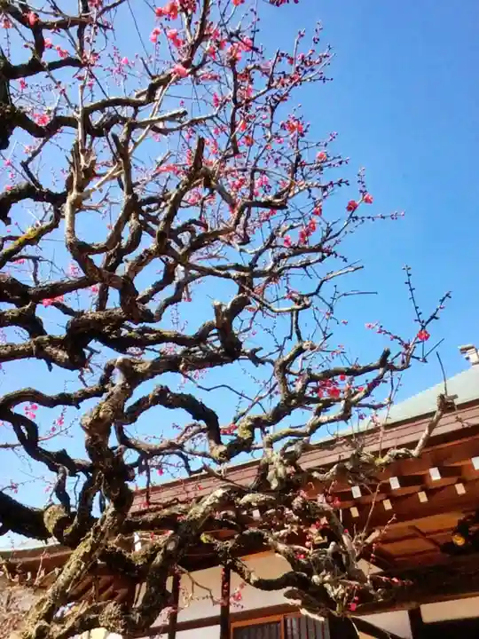鳳林寺(東京都)