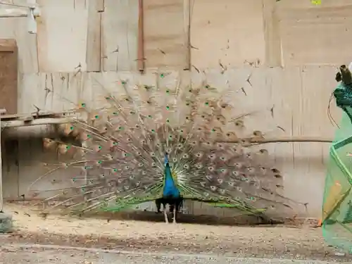 園城寺（三井寺）の動物