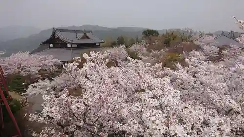 将軍塚青龍殿（青蓮院門跡）の自然