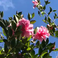 多賀神社の自然