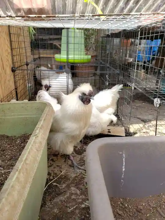 榮久山大法寺の動物