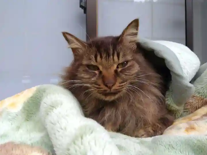 御誕生寺(猫寺)(福井県)