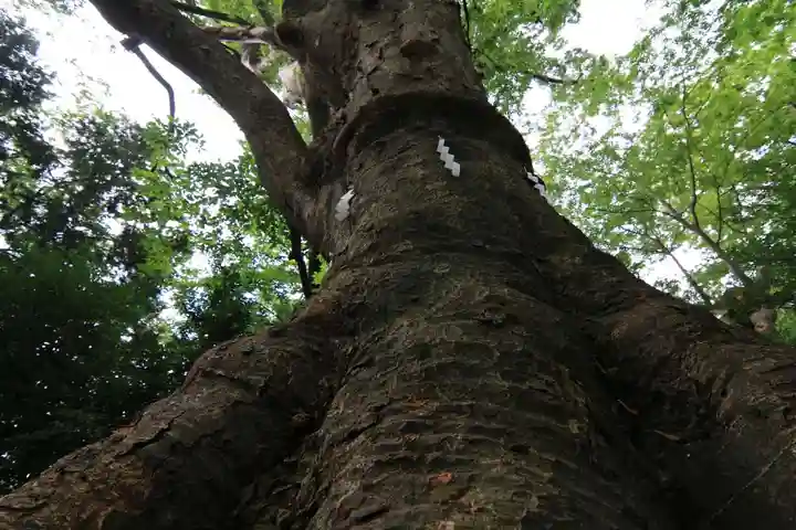 愛宕神社の自然