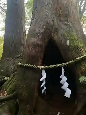 戸隠神社奥社の{uncategorized: "未分類", other: "その他", undefined: "問題あり", building: "その他建物", grave: "お墓", sacred_gate: "鳥居", guardian: "狛犬", statue: "像", buddha: "仏像", history: "歴史", nature: "自然", garden: "庭園", animal: "動物", pagoda: "塔", temizu: "手水舎", mountain_gate: "山門・神門", sanctuary: "本殿・本堂", subordinate: "末社・摂社", art: "芸術", scenery: "景色", jizo: "地蔵", ema: "絵馬", goshuin: "御朱印", omikuji: "おみくじ", items: "授与品その他", amulet: "お守り", goshuincho: "御朱印帳", eats: "食事", festival: "お祭り", votive_dance: "神楽", shichigosan: "七五三参", wedding: "結婚式", experience: "体験その他", initially: "初詣", around: "周辺", anti_infection: "感染症対策"}