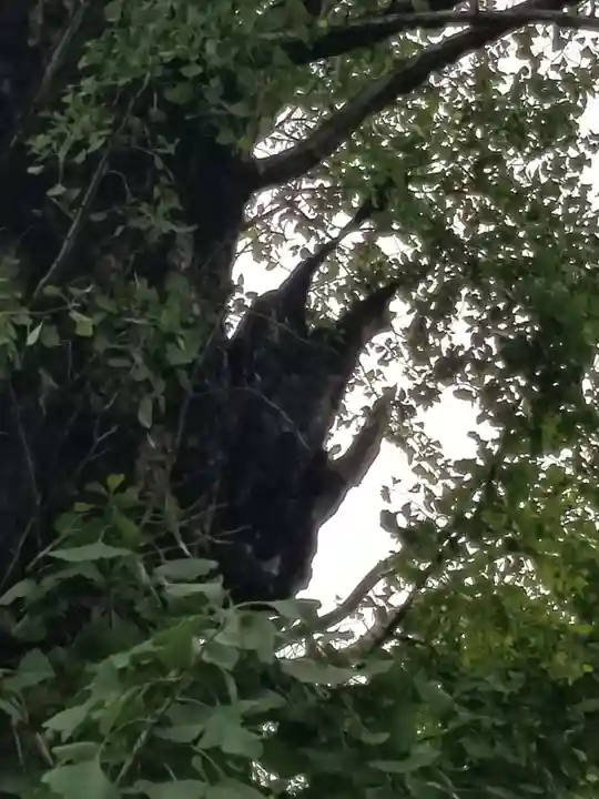 飛木稲荷神社の自然