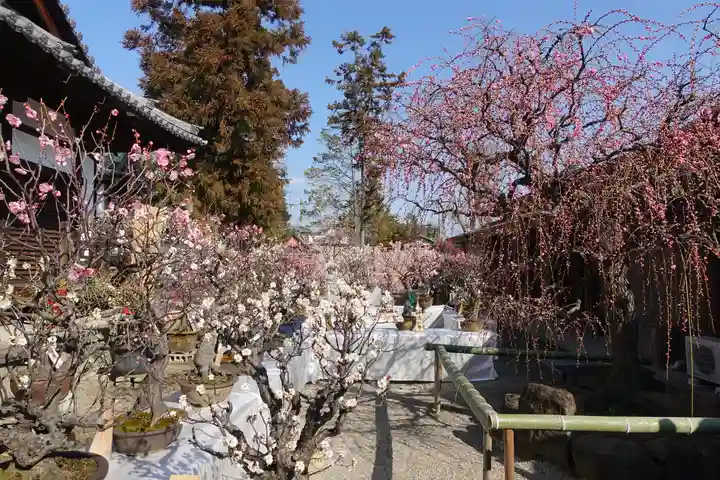 菅原天満宮(菅原神社)(奈良県)