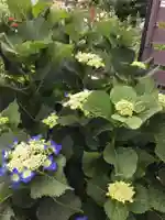 白羽神社の自然