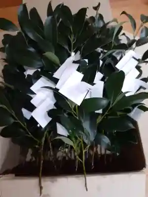 酒門神社(茨城県)