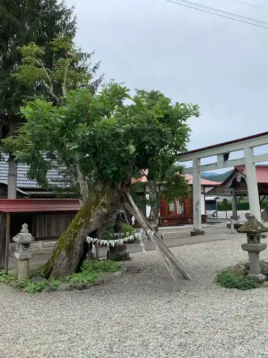 田出宇賀神社の自然
