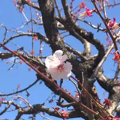 湯島天満宮(東京都)