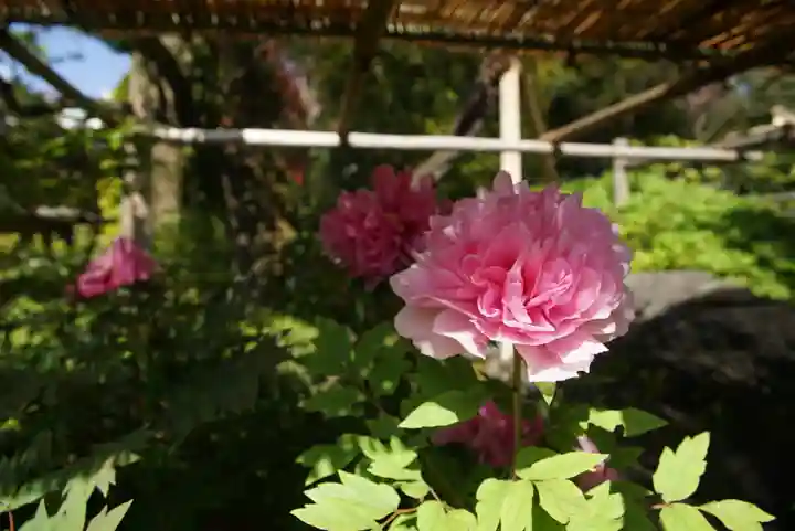 東長谷寺 薬王院の自然