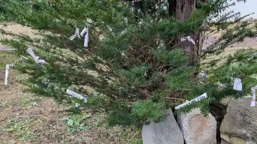 安国神社のおみくじ