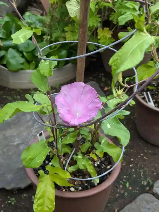 谷中 妙福寺(東京都)