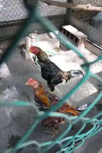 大宮八幡宮の動物