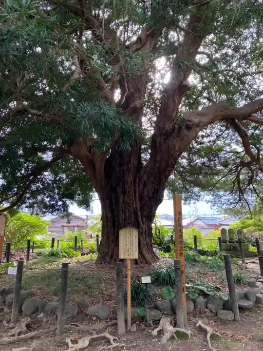 安養院 (田代寺)(神奈川県)