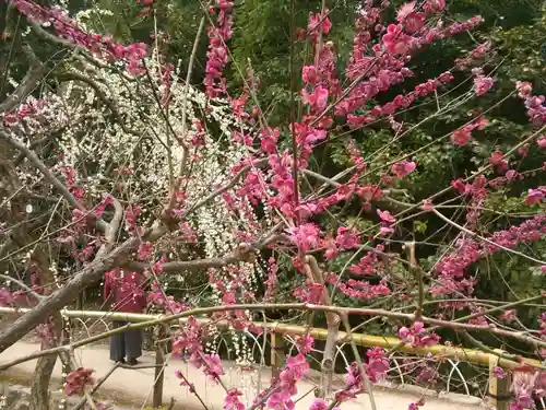 北野天満宮の自然