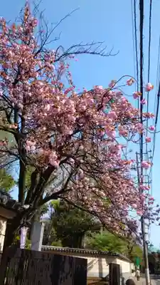 寛永寺(根本中堂)の自然
