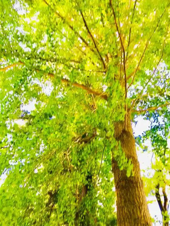 岡見八坂神社の自然