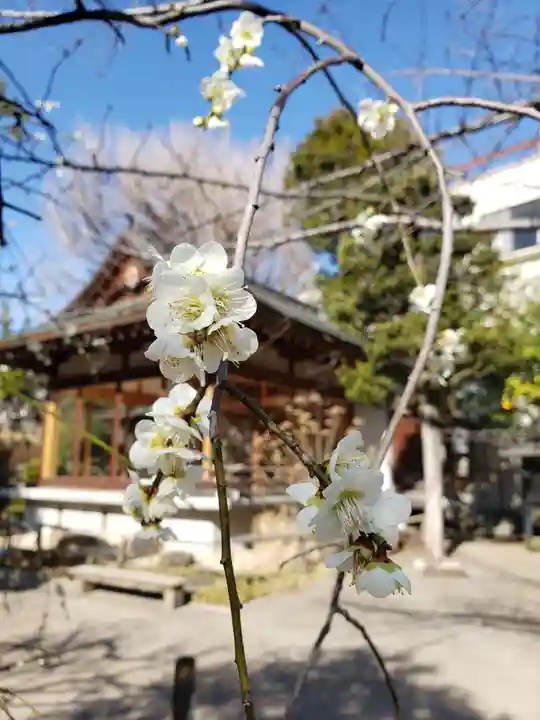 鳩森八幡神社の自然