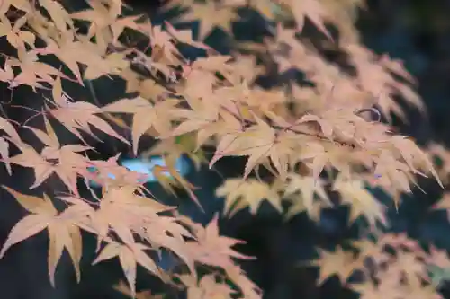 石清水八幡宮の自然