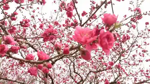 明鏡山龍雲寺の自然