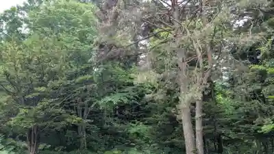 南富良野神社の自然