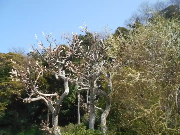 来迎寺(材木座)の自然