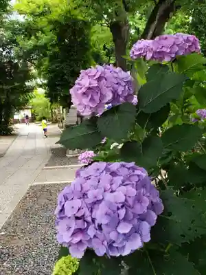 鳩森八幡神社(東京都)